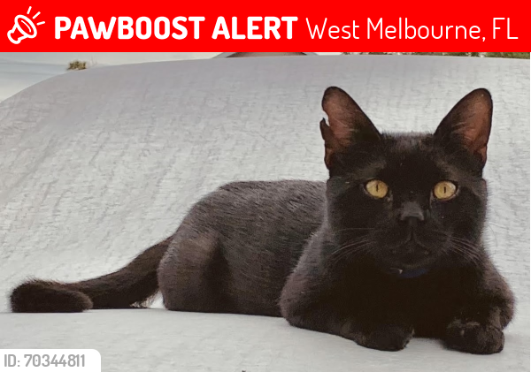 Lost Male Cat last seen Ventura Circle and Wingate Blvd, West Melbourne, FL 32904