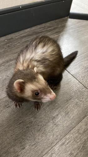 Lost Male Ferret last seen Oglesby dr, Raeford, NC 28376
