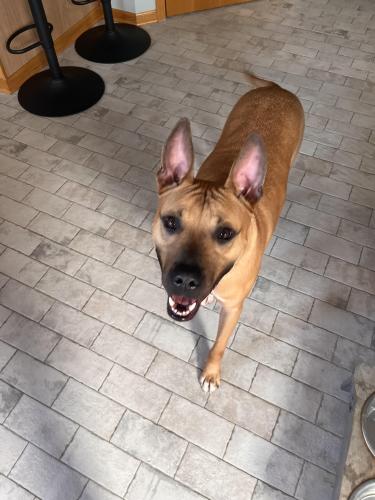 Lost Male Dog last seen Woodstream Dr. & Busey Road, Violet Township, OH 43110