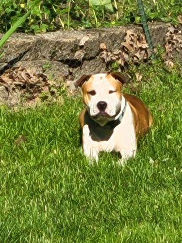 Lost Female Dog last seen Rt 25 and Boulder Hill dr, Oswego, IL 60543