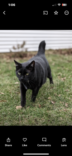 Lost Male Cat last seen Wolcott and Balmoral , Chicago, IL 60625
