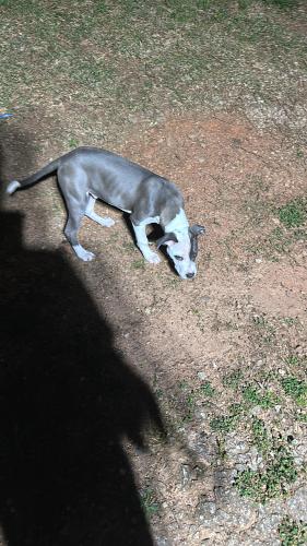 Lost Male Dog last seen Muldin rd, Greenville, SC 29605