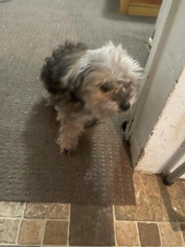 Lost Female Dog last seen Grant Ave & Dunbar St near church , Petersburg, VA 23803