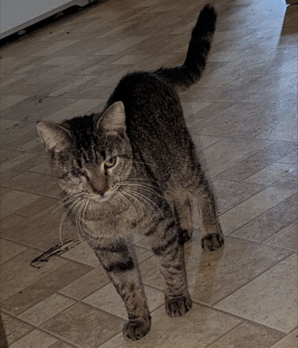 Lost Male Cat last seen Princeton Kenly Road, near Rains Crossroads FWB Church on one side and Sunshine Road on the other., Kenly, NC 27542