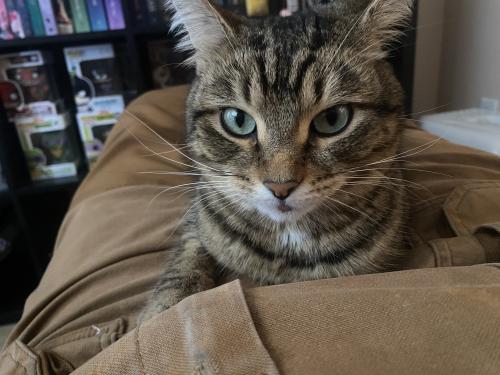 Lost Female Cat last seen 29th ave sky train station, Vancouver, BC V5R