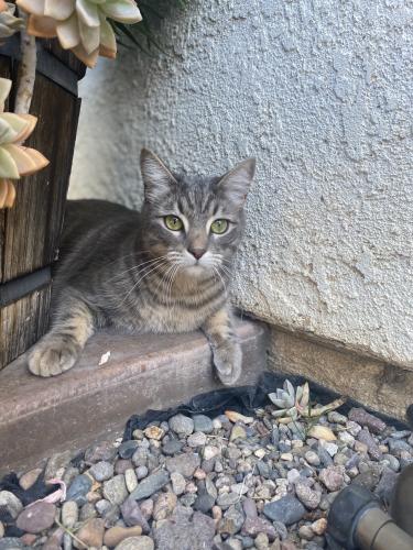 Lost Male Cat last seen Near Zarco Luna Pl , Moreno Valley, CA 92551