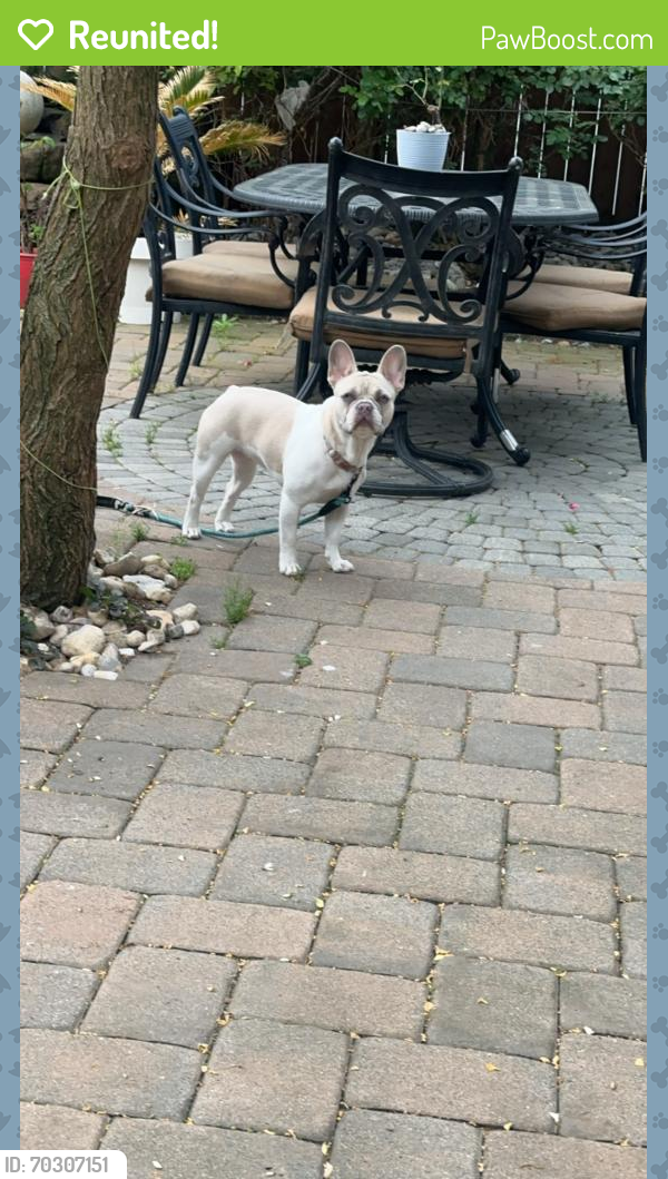 Reunited Female Dog last seen Near Old Bridge Turnpike , South River, NJ 08882