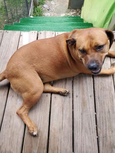 Lost Female Dog last seen Near Biggerstaff Loop Marion N.C., Nebo, NC 28761