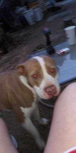 Lost Female Dog last seen Near waurika st mabank TX 75156, Mabank, TX 75156