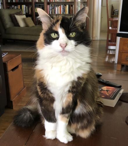 Lost Female Cat last seen Oxley and Mound, South Pasadena, South Pasadena, CA 91030