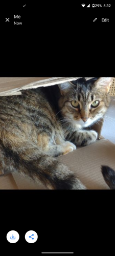 Lost Female Cat last seen Cherry Vista Bristol Wi, Bristol, WI 53104