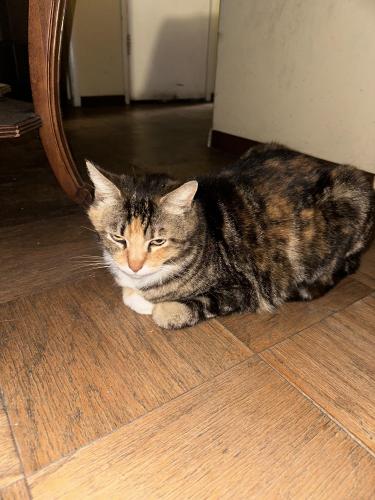 Lost Female Cat last seen Hayford Street and Lofthill Dr, La Mirada, CA 90638