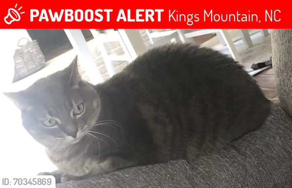 Lost Female Cat last seen Near Kings Mountain High School; Scotland Drive, Kings Mountain, NC 28086