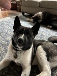 Lost Male Dog last seen County Rd 122 and Rt 21, Watertown, MN 55388