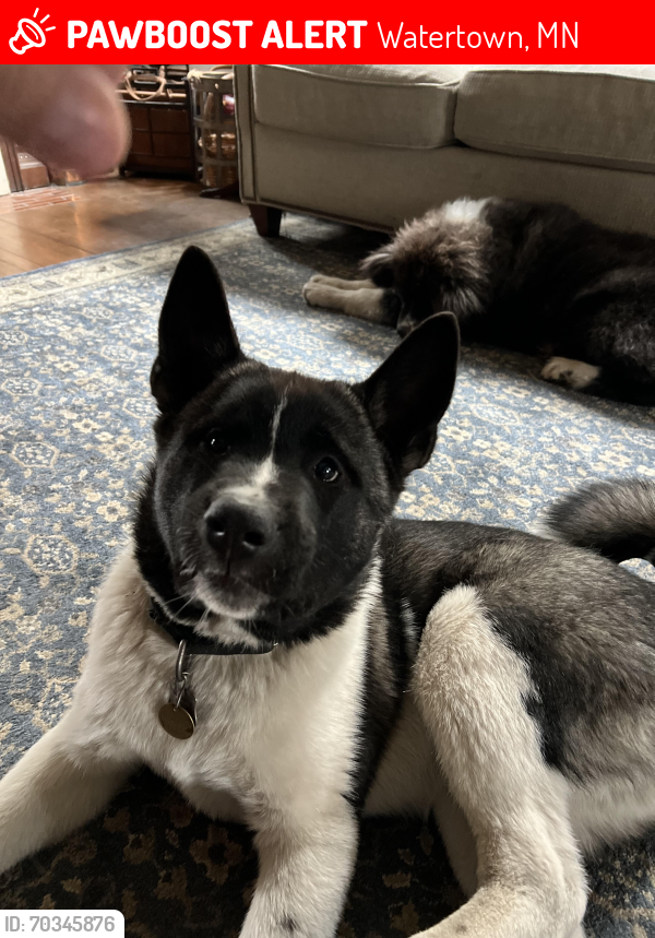 Lost Male Dog last seen County Rd 122 and Rt 21, Watertown, MN 55388