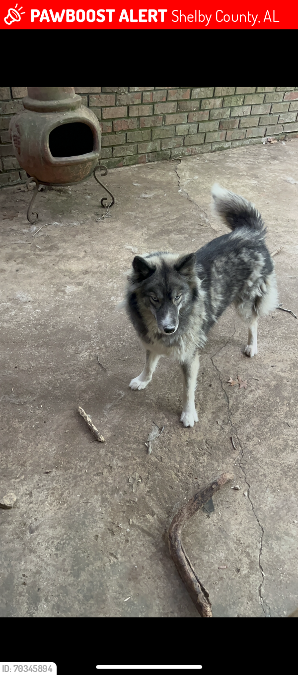Lost Female Dog last seen Woodford Drive, Berkeley Drive , Shelby County, AL 35242