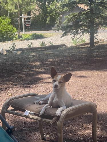 Lost Male Dog last seen Riggs and Hawes , Queen Creek, AZ 85142