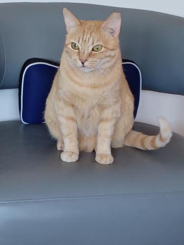 Lost Male Cat last seen Miami , Miami, FL 33125