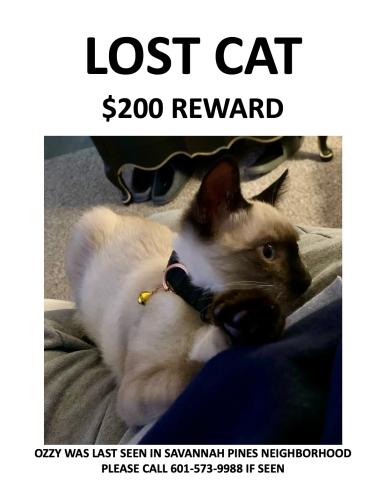 Lost Male Cat last seen Fort bayou rd , Ocean Springs, MS 39564