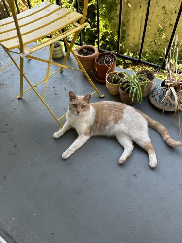 Lost Female Cat last seen Florida st and amador st, Vallejo, CA 94590