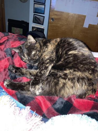 Lost Female Cat last seen Hyde Park & Olde Vintage , Hilliard, OH 43026