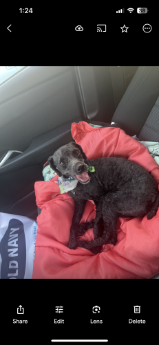 Lost Male Dog last seen Hooters/ Chic-fila/ Tinseltown shopping area, Jacksonville, FL 32216