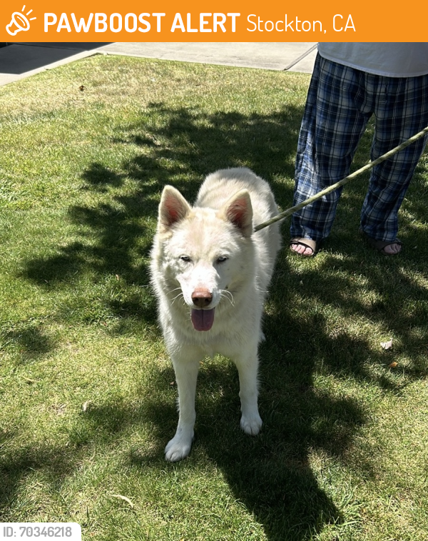 Surrendered Female Dog in Stockton, CA 95219 (ID: 70346218) | PawBoost