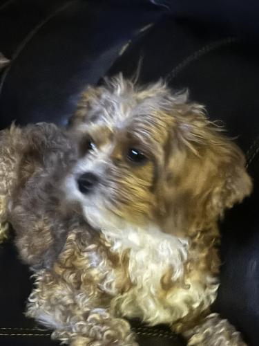 Lost Female Dog last seen Parsons , Columbus, OH 43207