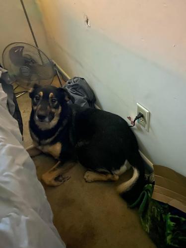 Lost Male Dog last seen Thornwood nc, Rockfish, NC 28306
