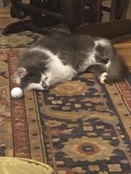 Lost Male Cat last seen Middle/Saint Andrews/Tucker Roads, Macon, GA 31210