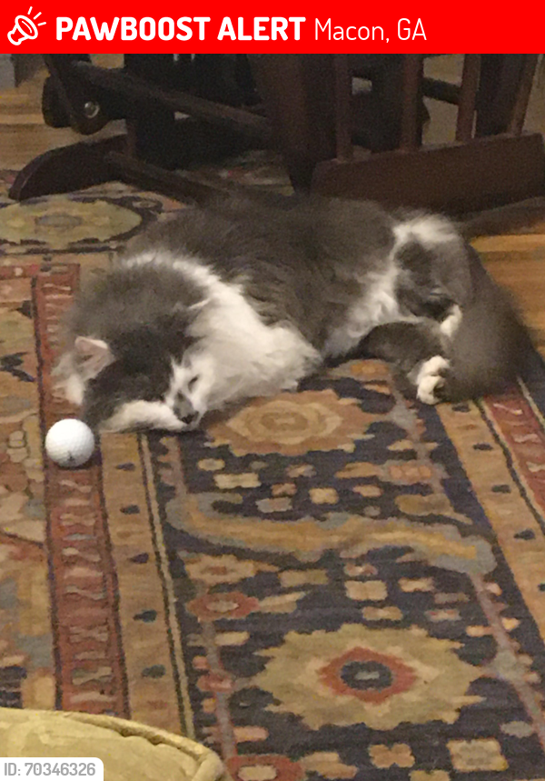 Lost Male Cat last seen Middle/Saint Andrews/Tucker Roads, Macon, GA 31210