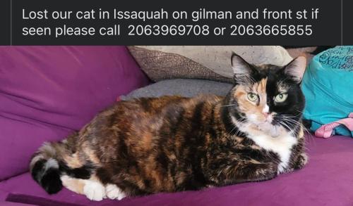 Lost Female Cat last seen Gilman blvd and front street, Issaquah, WA 98027