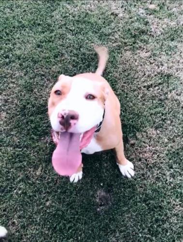 Lost Male Dog last seen Olrich st , Rogers, AR 72758