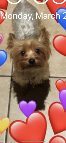 Lost Female Dog last seen newcomb st// by the airport, Lubbock, TX 79415