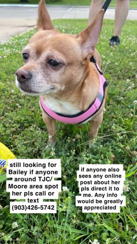 Lost Female Dog last seen Near e Palmer avenue tyler tx , Tyler, TX 75701