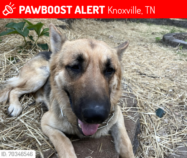 Lost Male Dog last seen Nissan, Knoxville, TN 37923