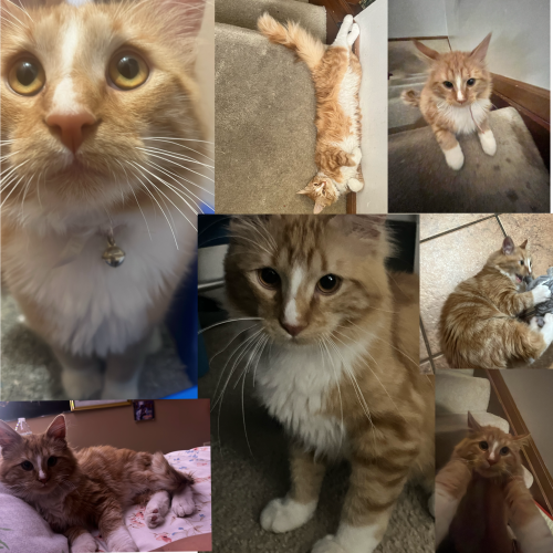Lost Male Cat last seen Near Laurel Valley Dr, Indianapolis, IN 46250, Indianapolis, IN 46250