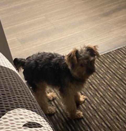 Lost Male Dog last seen Broadview Rd , Cleveland, OH 44109