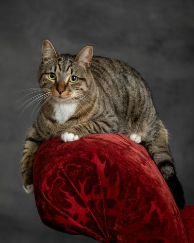 Lost Male Cat last seen Barnes and King Streets Carrboro NC , Carrboro, NC 27510