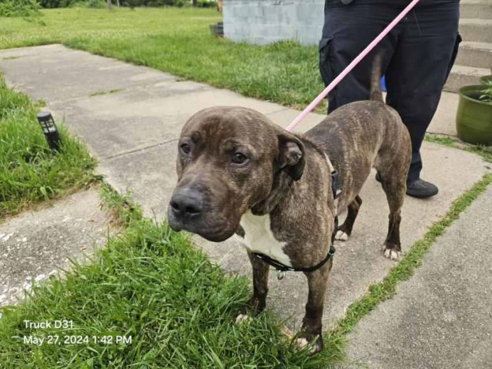 Shelter Stray Male Dog last seen Near BLOCK BRECKENRIDGE ST, DETROIT, MI 48208, Detroit, MI 48211