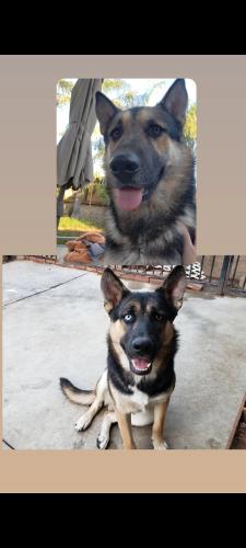 Lost Male Dog last seen Kitching and Cactus in Moreno Valley, Moreno Valley, CA 92551
