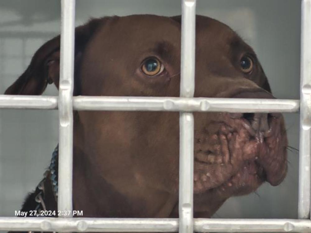 Shelter Stray Male Dog last seen Near BLOCK ROBSON ST, DETROIT, MI 48227, Detroit, MI 48211