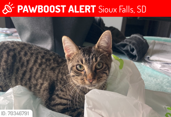 Lost Female Cat last seen S Woodlily and E 63rd st, Sioux Falls, SD 57108