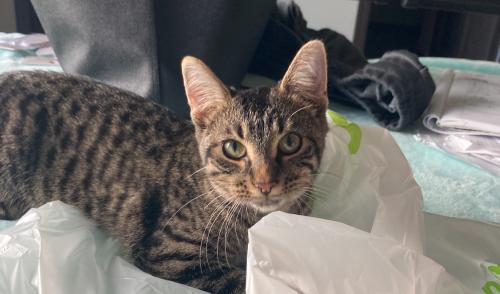 Lost Female Cat last seen S Woodlily and E 63rd st, Sioux Falls, SD 57108