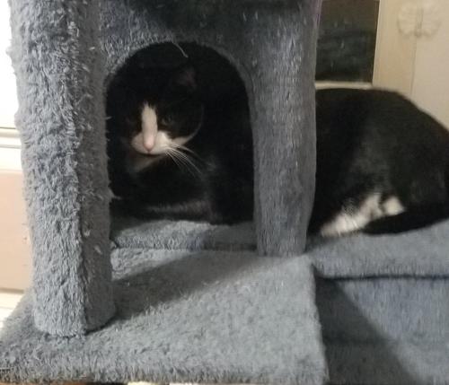 Lost Male Cat last seen West 97 and Dension, Cleveland, OH 44102