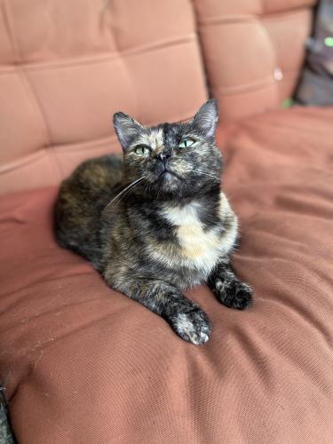 Lost Female Cat last seen Target on 280, Birmingham, AL 35242