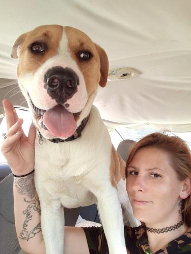 Lost Male Dog last seen Morris and Harding, Indianapolis, IN 46221