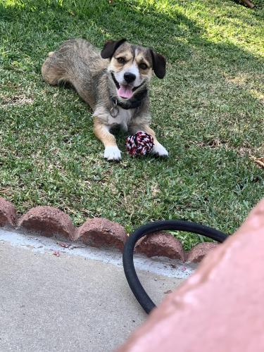 Lost Male Dog last seen McDonnell Ave, East Los Angeles, CA 90022