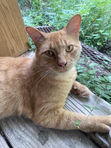 Lost Male Cat last seen Menchaca Ln., Austin, TX 78745