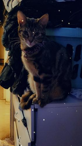Lost Female Cat last seen Westcroft road manchester , Greater Manchester, England 